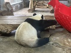 -海南热带野生动植物园