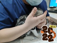 -伟伟宠物医院·瑞派猫友好医院·猫科(光谷店)