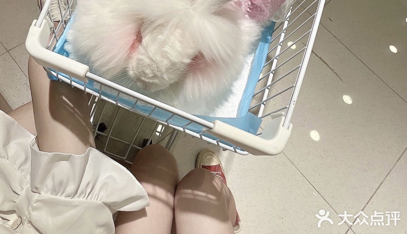 合肥探店｜安哥拉巨兔体验馆