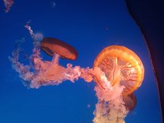 -太平洋海底世界