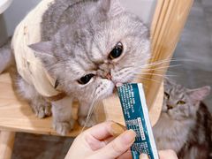 -楼上猫咖(罗湖店)