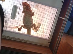 -吉丁鸟咖·异宠·寄养