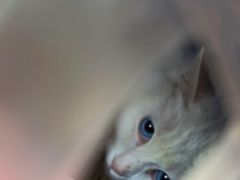 -瑞派·关忠动物医院·异宠专科·犬猫肿瘤·皮肤专科(望京店)