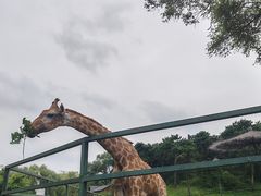 -沈阳森林动物园