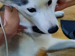 -Husky Go! 哈士奇体验馆·宠物咖啡厅狗咖