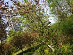 -重庆彩云湖湿地公园