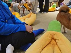 -逗柴咖啡屋·狗咖猫咖宠物桌游