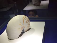-贝壳王国博物馆