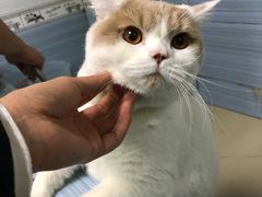 -小伙伴宠物医院·CT·骨科·眼科(高新店)