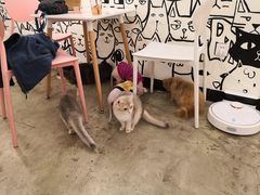 店员-喵匠猫主题咖啡(凯德和平广场店)