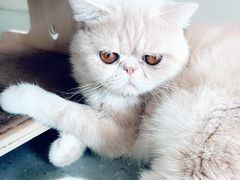 -飞行喵MR PILOT|猫舍·猫咖(静安大融城店)