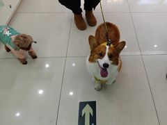 -全心全意连锁动物医院·微创中心·内科急重症·心脏专科(丰管路店)