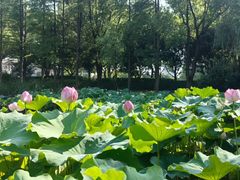 -陈家山荷花公园