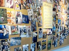 -翊宠yipet猫狗购宠庄园犬舍•猫舍