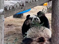 -西霞口神雕山野生动物世界