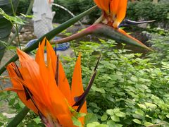 -南宫五洲植物乐园