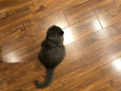 -猫友咖啡店(玉林西路店)