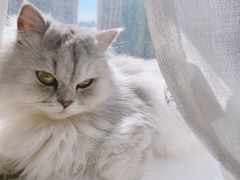 -安安宠医·安宠宠物医院