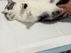 -灵美宠物诊所