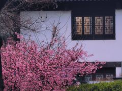 -莫愁湖公园