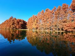 -上海海湾国家森林公园