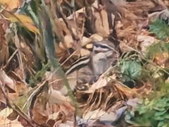 -五营红松林海景区