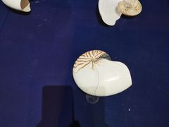 -青岛贝壳博物馆