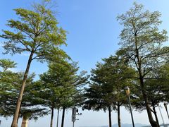 -深圳湾公园(南山区)