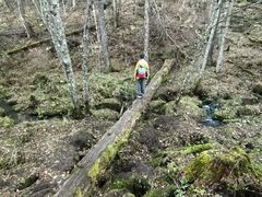 -五营红松林海景区