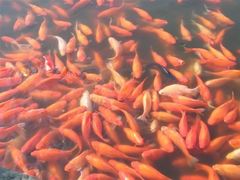 -西湖外事游船(花港观鱼码头)