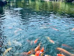 -大门水乡·顺德菜
