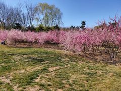 -大兴滨河森林公园