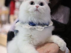 -momokira米努特·德文卷毛猫·棉花面纱犬
