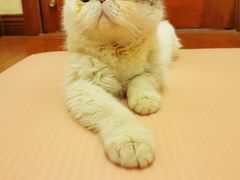 -米苏动物医院·犬猫专科·骨科外科内窥镜