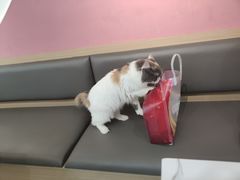 -喵园·猫主题咖啡厅·撸猫·猫咖(国贸店)