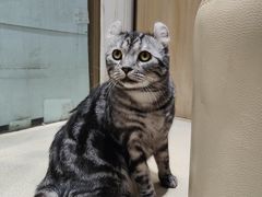 -藏猫猫咖啡主题馆(中央大道店)