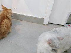 -Heymao猫咖.咖啡厅(东门店)