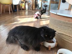 -猫的茶·猫咖