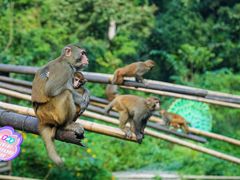 -西双版纳原始森林公园