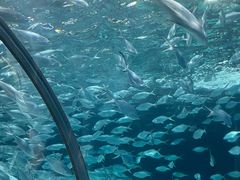 -上海海洋水族馆