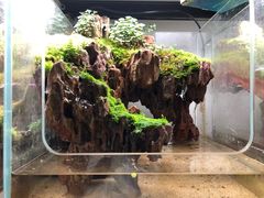 -苏州艺都古玩花鸟市场