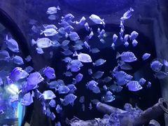 -成都浩海立方海洋公园