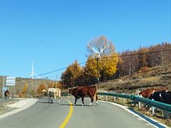 -草原天路(张北县)