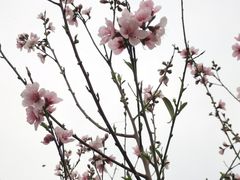 -八仙山公园