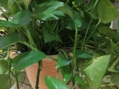 -协茂森老钟家(鸿云悦街店)