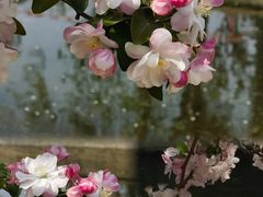 -海棠花溪(元大都城垣遗址公园)