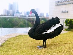 -行者书屋大堂吧 ·下午茶(南京圣和府邸酒店)