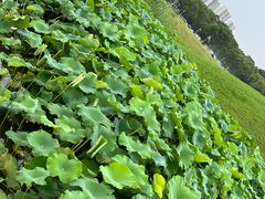 -滆湖低碳生态公园