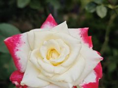 -大眼强五杯鹅饭店