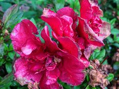 -宋庆龄幼儿园(虹梅路)